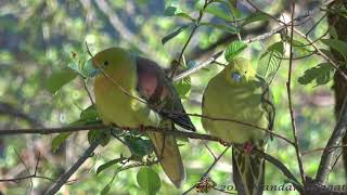 Wedge tailed Green Pigeon Treron sphenurusPair [upl. by Nedak]