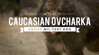 THE CAUCASIAN OVCHARKA BUILT BY THE SOVIET MILITARY [upl. by Ycinuq791]