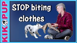 STOP puppy BITING clothes [upl. by Boles]