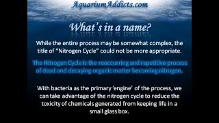 The Nitrogen Cycle [upl. by Gilligan]