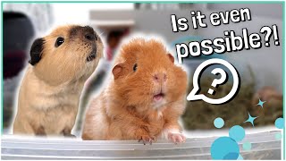 How to Potty Train Your Guinea Pigs [upl. by Rekoob]