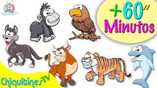 Animales para niños  1 hora de videos con animales [upl. by Fee758]