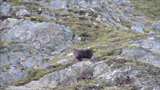 Himalayan Tahr Falls Off Cliff Kill Shot Slow Motion [upl. by Cinimmod766]