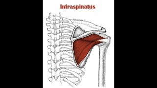 Properly executed infraspinatus exercise [upl. by Tavish]