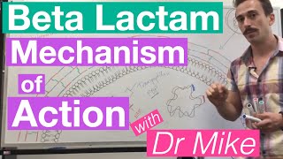 βlactam  Mechanism of Action and Resistance [upl. by Klinger521]