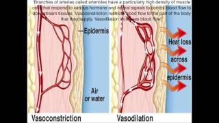 Vasoconstriction and Vasodilations Roles in Homeostasis [upl. by Ahsirtak]