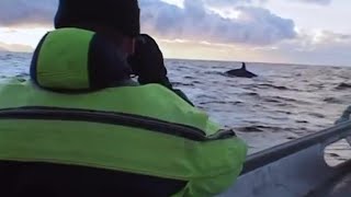 Diving with Killer Whales  Wildlife Specials Killer Whale  BBC Earth [upl. by Lednew]