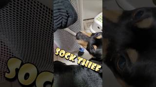 Doggy steals sock while doing laundry Pepper talkingdog minpin [upl. by Aleac671]