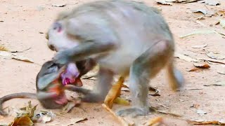 Smart baby monkey still need milk even mum try to weaning so strong [upl. by Odlaw]