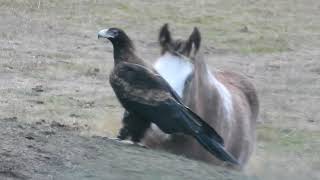 Wedge Tailed Eagle Meets Foal [upl. by Jacynth]