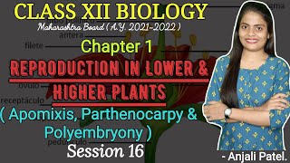 Class XII Biology  Reproduction in lower and higher plants  Apomixis Parthenocarpy amp Polyembryony [upl. by Yecad160]