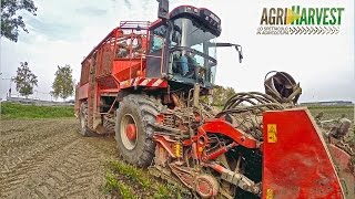 Sugar beets harvest with Holmer Terra Dos T2 [upl. by Selim]