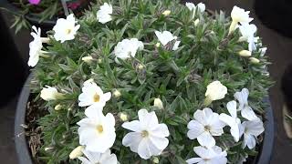 Phlox douglasii ´Admiral White´ [upl. by Reeve78]