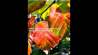 PARROTIA persica  Persian Ironwood Barneys Tree of the Month [upl. by Alanson439]