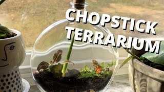 I Made A Terrarium With Only A CHOPSTICK [upl. by Symon228]