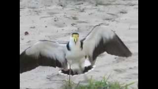 Masked Lapwing Spurwinged Plover defending nest [upl. by Aelat]