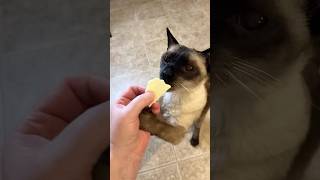 Will Sebastian Like Muenster Cheese 🤣😂 catshorts siamese catlife catlovescheese catvideos [upl. by Torrlow220]