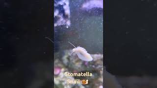 Stomatella Snail reef tank 🐌 shorts reeftank [upl. by Westbrook]