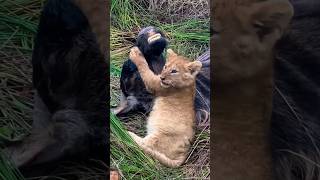 Little baby loin attack lion animals wildlife trendingreels viralvideo ytshorts [upl. by Vahe]