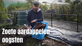 Zoete aardappelen oogsten [upl. by Laurette116]