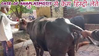 Treatment of anaplasmosis in cow amp buffalo l पशुओं में बुख़ार का उपचार l symptoms of anaplasmosis l [upl. by Walsh]