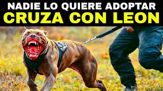 ¡INCREIBLE Este Perro es 100 Veces Más PELIGROSO que un Lobo [upl. by Ahsenor]