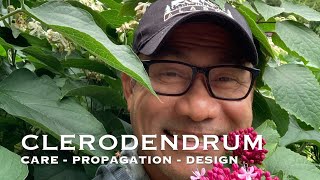 CLERODENDRUM  CARE  PROPAGATION  DESIGN [upl. by Guendolen504]