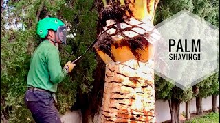 Phoenix Canariensis trunk shaving [upl. by Wanda]