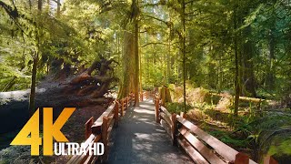 4K Virtual Hike through Canadian Forest with Nature Sounds  Incredible Nature of British Columbia [upl. by Danelle]