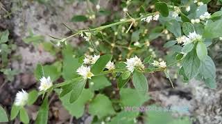 Alternanthera sessilisപൊന്നാങ്കണ്ണിsissoospinachBrazilianspinachsessile joyweeddwarf copperleaf [upl. by Enneyehc912]