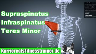 Außenrotatoren Supraspinatus Infraspinatus Teres Minor Ansatz Ursprung Funktion Dehnung Anatomie [upl. by Marney]