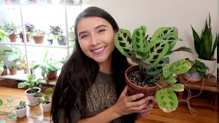 Maranta Full Plant Care Guide  Propagation [upl. by Smoht]