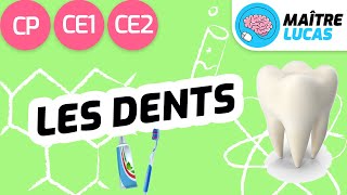 Les dents CP  CE1  CE2  Cycle 2  Sciences  Questionner le monde [upl. by Seligmann]