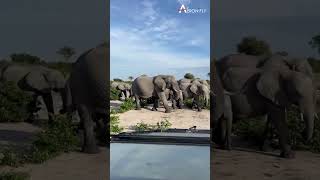 Okavango Delta aeronfly okavango africa travel ytshorts trending [upl. by Kipp409]