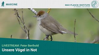 Livestream Peter Berthold quotUnsere Vögel in Notquot [upl. by Anaj]