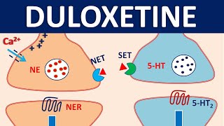 Duloxetine cymbalta  Mechanism precautions interactions amp uses [upl. by Flore]