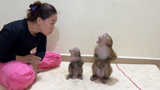 Genius Monkey PoPo amp Linda Body Language To Negotiation With Mom [upl. by Kovacev672]