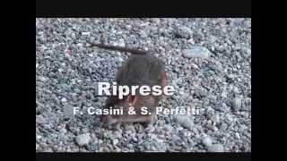 Rattus norvegicus  Scene di ordinaria infestazione [upl. by Clie427]