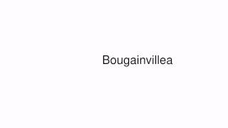 How to pronounce Bougainvillea [upl. by Siuqram688]