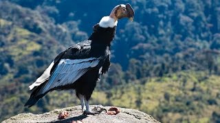 EL CONDOR DE LOS ANDES  Parque Puracé Sur de Colombia [upl. by Alletneuq774]