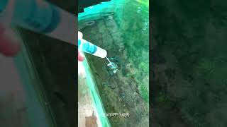 Live food guppy food artime livefood tank butterfly music fish guppykerala aquarium [upl. by Sandon263]