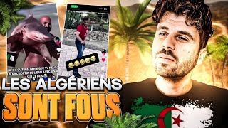 LES ALGÉRIENS sontils normaux  les vidéos folles dAlgérie [upl. by Elleinnad685]