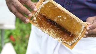 Beekeeping and Honey harvesting farm in Kerala Indian honey bee by Bharath Honey Thrissur [upl. by Moorish]