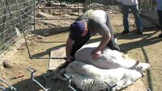 Sheep Shearing for wool [upl. by Felicie]