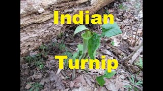 Identifying Wild Plants Jackinthepulpit Indian Turnip [upl. by Woodruff]