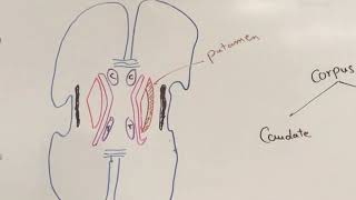 Basal nuclei Neuroanatomy 23 [upl. by Alemak404]