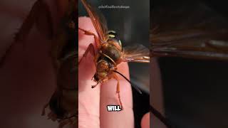 Handling a Wild Cicada Killer Wasp wasp [upl. by Nylyrehc]