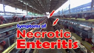 Necrotic Enteritis in Chickens NE Clostridium perfringens Poultry Diseases Symptoms [upl. by Einnahpets26]