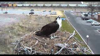 Hellgate Canyon ospreys cam in Missoula MTcould this be Stanley on nest4313 [upl. by Alleuol]