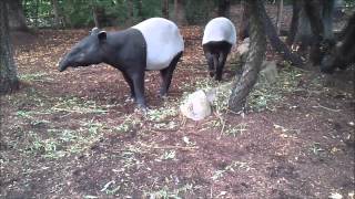 Maleise Tapirs  Tapirus Indicus  Malayan Tapir [upl. by Enigroeg369]